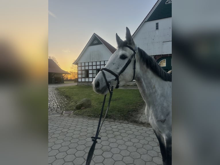 Niemiecki koń sportowy Klacz 5 lat 164 cm Siwa in Herford
