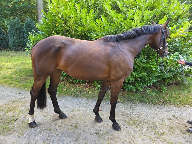 Niemiecki koń sportowy Klacz 5 lat 165 cm Ciemnogniada in Braunschweig