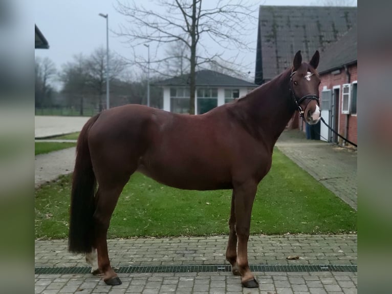 Niemiecki koń sportowy Klacz 5 lat 165 cm Ciemnokasztanowata in Lüdinghausen