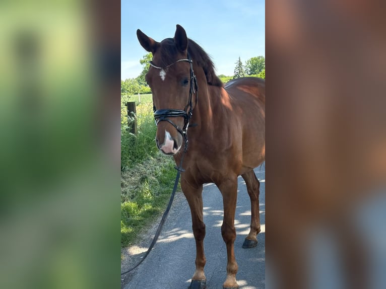 Niemiecki koń sportowy Klacz 5 lat 165 cm Ciemnokasztanowata in Lüdinghausen