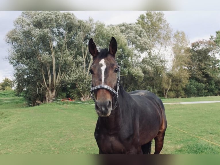 Niemiecki koń sportowy Klacz 5 lat 165 cm Gniada in Eilenburg