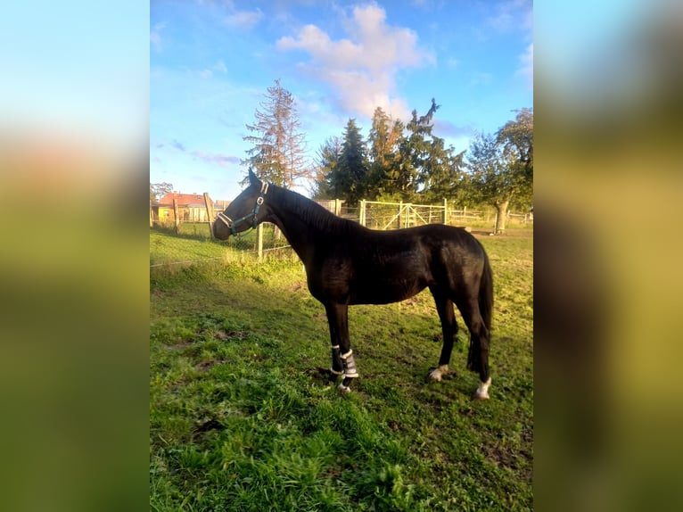 Niemiecki koń sportowy Klacz 5 lat 165 cm Kara in Schipkau Schipkau