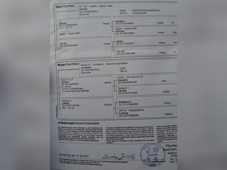 Niemiecki koń sportowy Klacz 5 lat 165 cm Siwa in Sebnitz