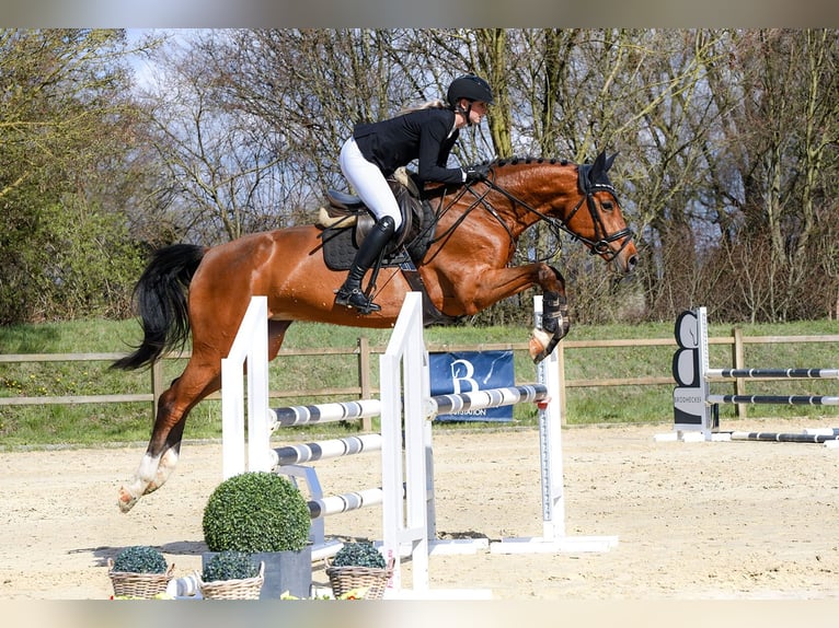Niemiecki koń sportowy Klacz 5 lat 166 cm Gniada in Riedstadt