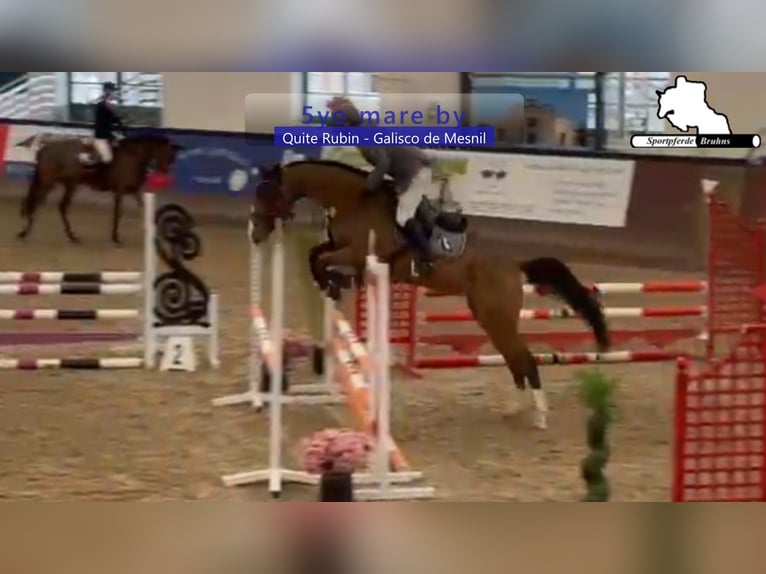 Niemiecki koń sportowy Klacz 5 lat 166 cm Gniada in Gadow