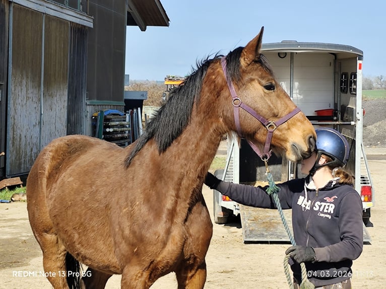 Niemiecki koń sportowy Klacz 5 lat 166 cm Gniada in Buchen (Odenwald)