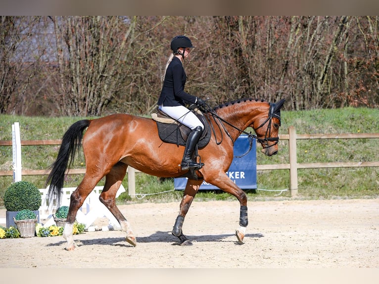 Niemiecki koń sportowy Klacz 5 lat 166 cm Gniada in Riedstadt