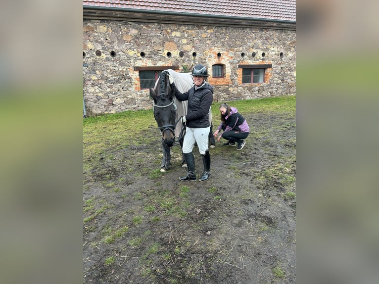 Niemiecki koń sportowy Klacz 5 lat 166 cm Kara in Trebbin
