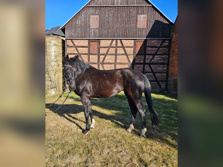 Niemiecki koń sportowy Klacz 5 lat 166 cm Kara in Zeulenroda Triebes