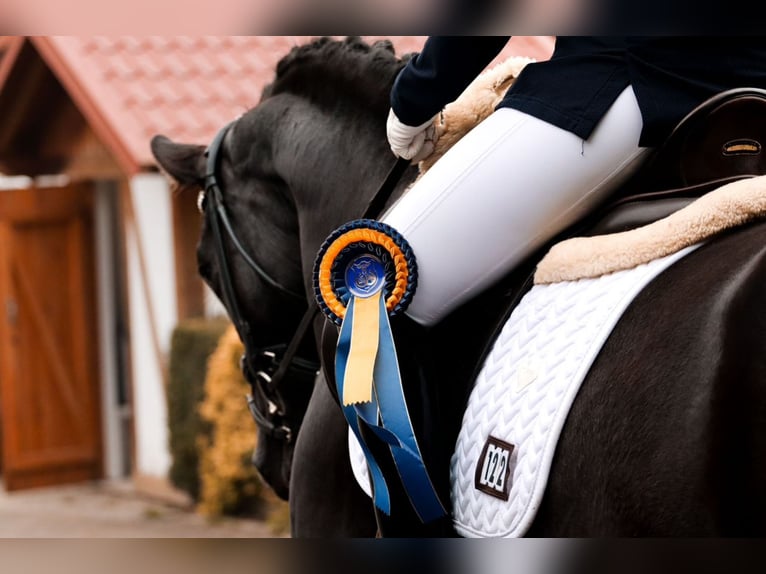 Niemiecki koń sportowy Klacz 5 lat 166 cm Kara in Neu-Anspach