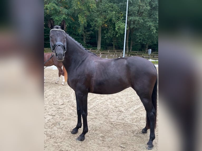 Niemiecki koń sportowy Klacz 5 lat 166 cm Kara in Neu-Anspach