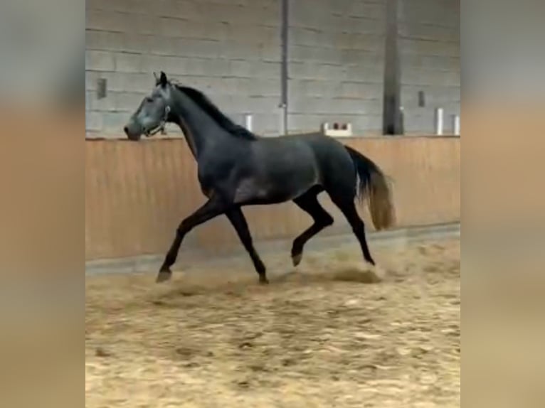 Niemiecki koń sportowy Klacz 5 lat 166 cm Siwa in Ilmenau