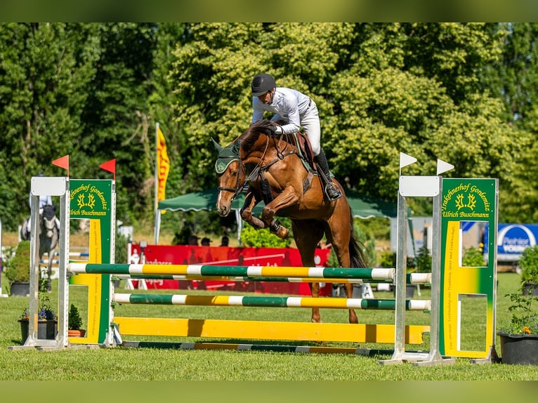 Niemiecki koń sportowy Klacz 5 lat 167 cm Ciemnokasztanowata in Bad Schmiedeberg Niemiecki koń sportowy Klacz 5 lat 167 cm Ciemnokasztanowata in Bad Schmiedeberg