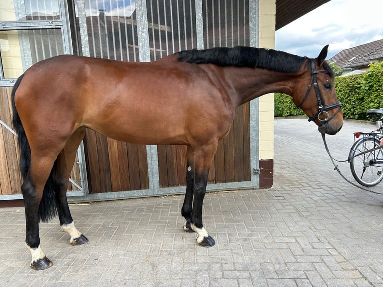 Niemiecki koń sportowy Klacz 5 lat 167 cm Gniada in Einbeck