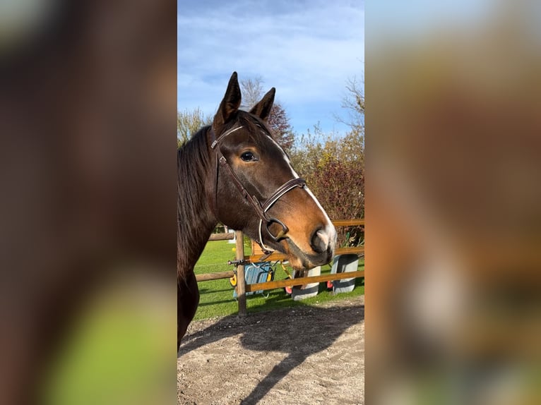 Niemiecki koń sportowy Klacz 5 lat 167 cm Gniada in Münchberg