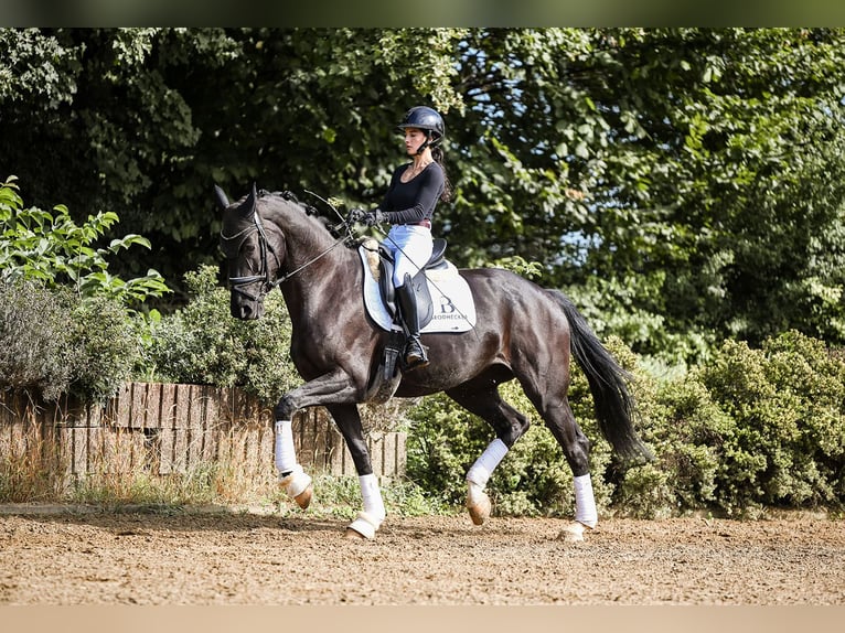 Niemiecki koń sportowy Klacz 5 lat 167 cm Kara in Riedstadt