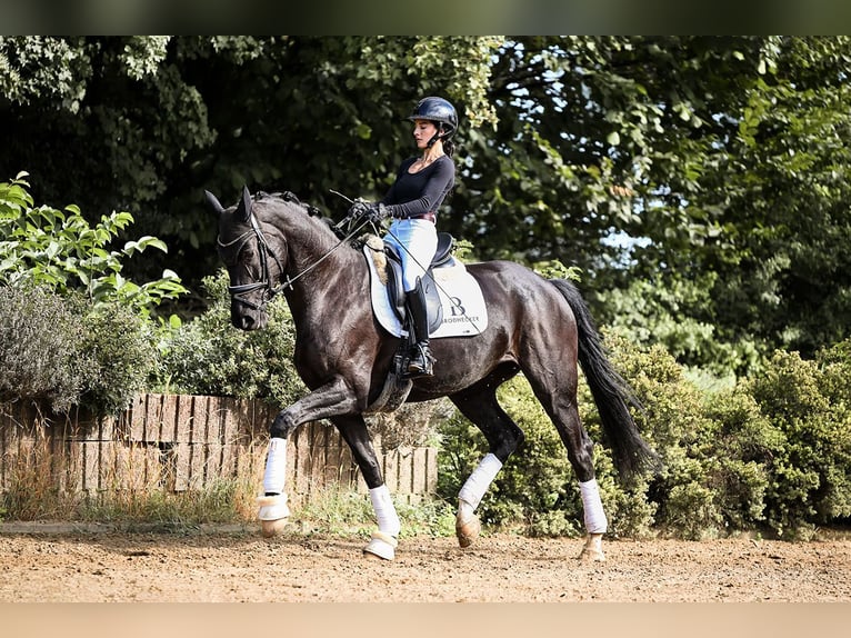 Niemiecki koń sportowy Klacz 5 lat 167 cm Kara in Riedstadt