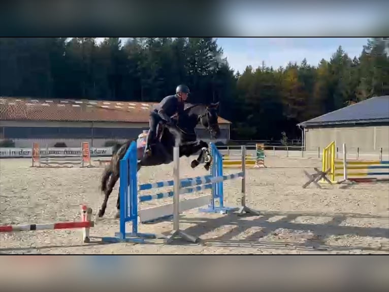 Niemiecki koń sportowy Klacz 5 lat 168 cm Ciemnogniada in Gadow Niemiecki koń sportowy Klacz 5 lat 168 cm Ciemnogniada in Gadow