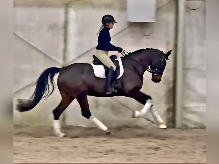 Niemiecki koń sportowy Klacz 5 lat 168 cm Ciemnogniada in Nürnberg
