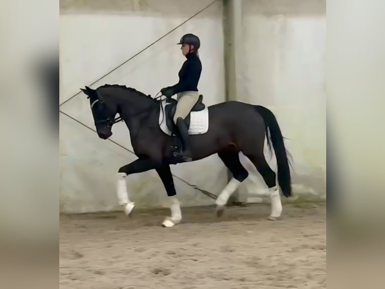 Niemiecki koń sportowy Klacz 5 lat 168 cm Ciemnogniada in Prag