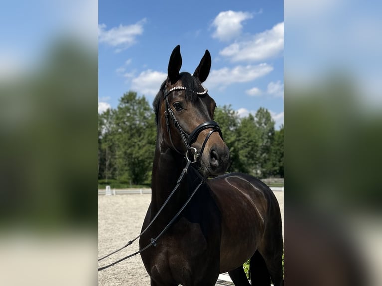Niemiecki koń sportowy Klacz 5 lat 168 cm Ciemnogniada in Mönchengladbach