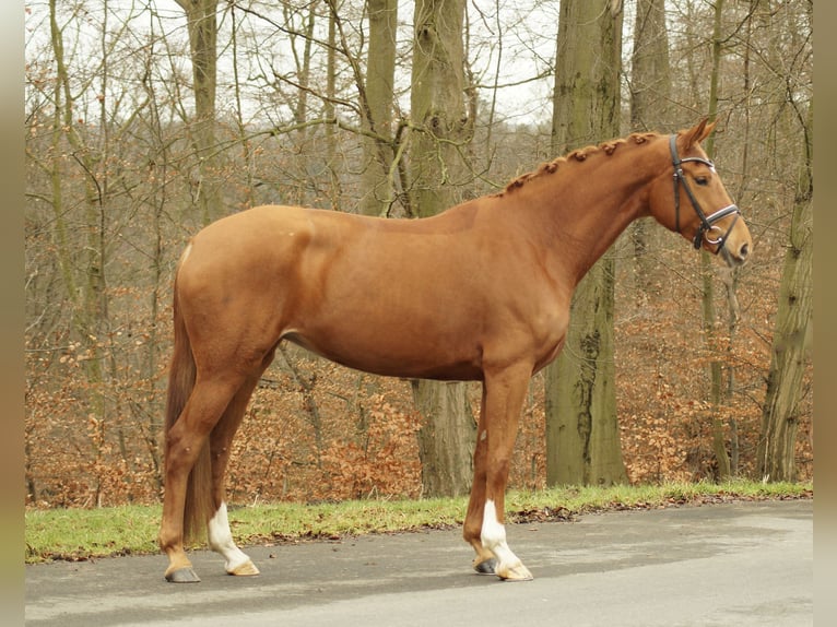 Niemiecki koń sportowy Klacz 5 lat 168 cm Ciemnokasztanowata in Gleichen