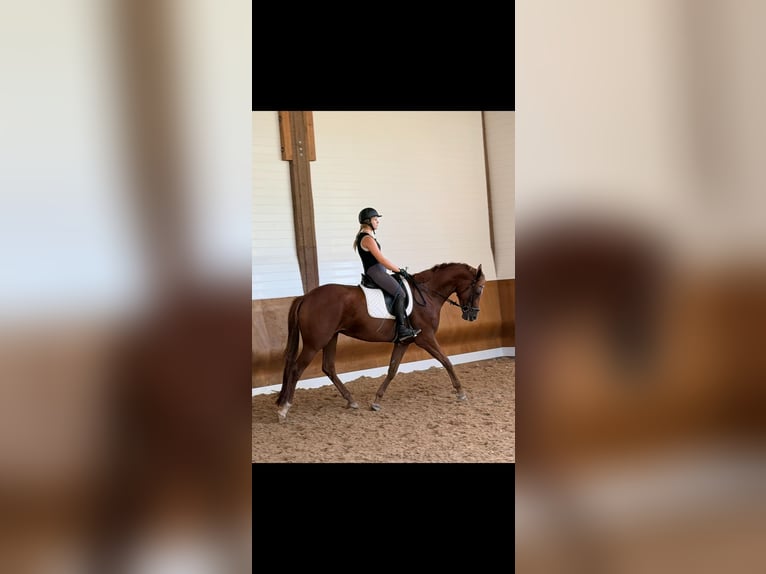 Niemiecki koń sportowy Klacz 5 lat 168 cm Ciemnokasztanowata in Bad Wurzach