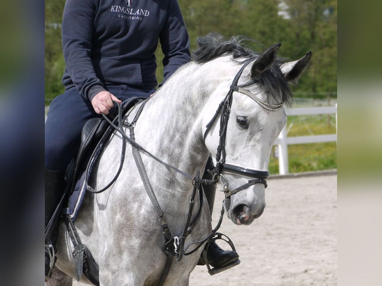 Niemiecki koń sportowy Klacz 5 lat 168 cm Siwa in Nidda