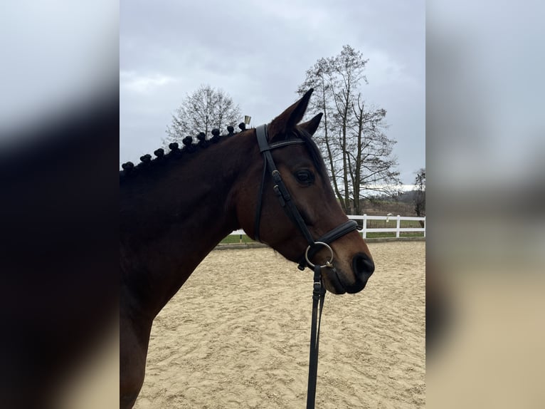 Niemiecki koń sportowy Klacz 5 lat 169 cm Ciemnogniada in Markdorf