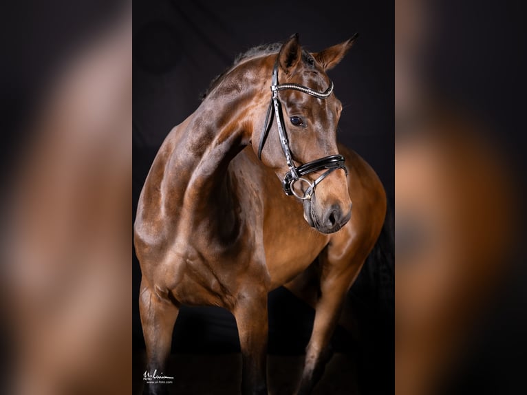 Niemiecki koń sportowy Klacz 5 lat 169 cm Gniada in Herrenberg