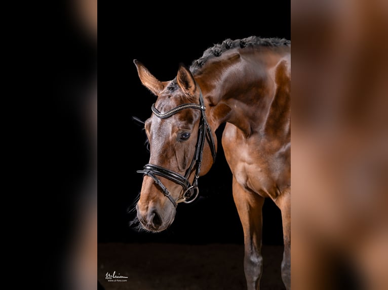 Niemiecki koń sportowy Klacz 5 lat 169 cm Gniada in Herrenberg