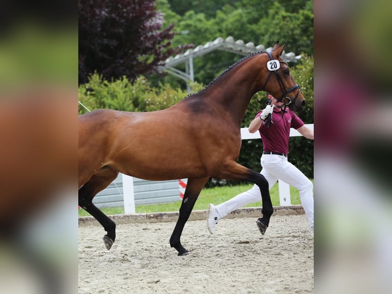 Niemiecki koń sportowy Klacz 5 lat 169 cm Gniada in Gotha
