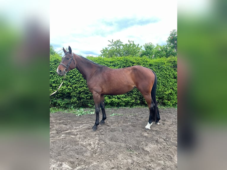 Niemiecki koń sportowy Klacz 5 lat 170 cm Ciemnogniada in Sonnewalde