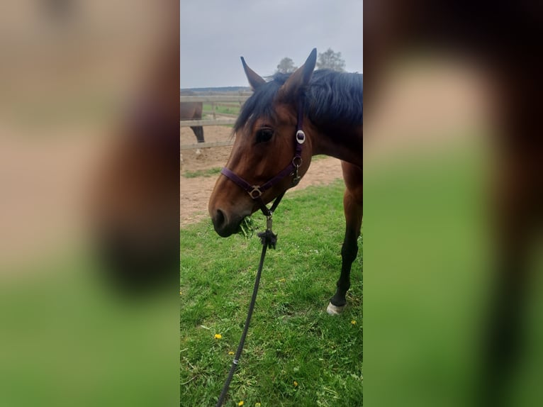 Niemiecki koń sportowy Klacz 5 lat 170 cm Gniada in Bissingen