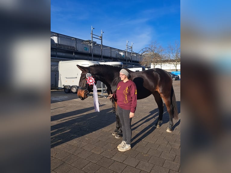 Niemiecki koń sportowy Klacz 5 lat 170 cm Gniada in Drebach