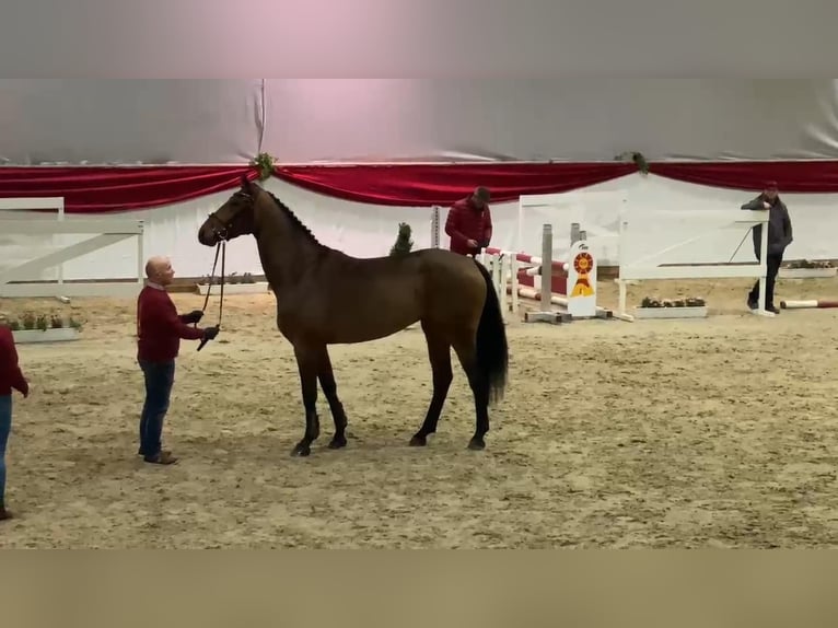 Niemiecki koń sportowy Klacz 5 lat 170 cm Gniada in Gadow