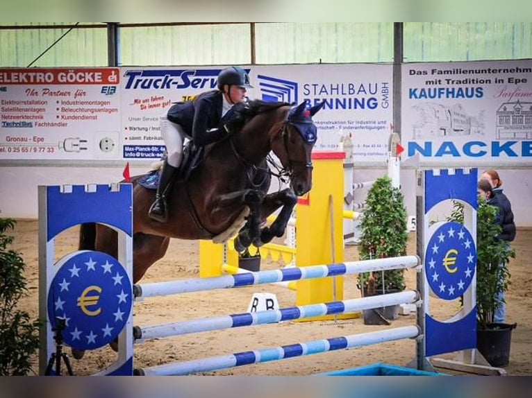 Niemiecki koń sportowy Klacz 5 lat 170 cm Gniada in Stadtlohn