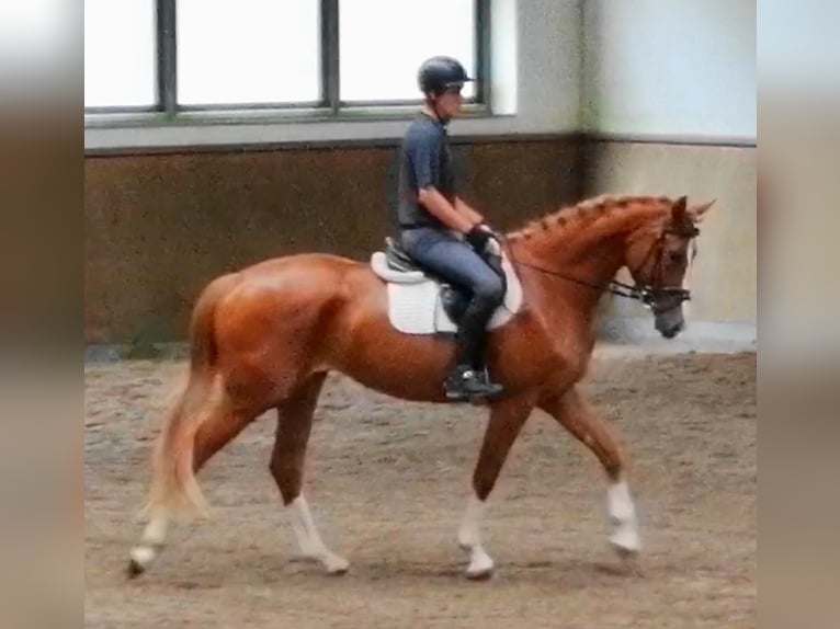 Niemiecki koń sportowy Klacz 5 lat 170 cm Kasztanowata in Ringelsdorf