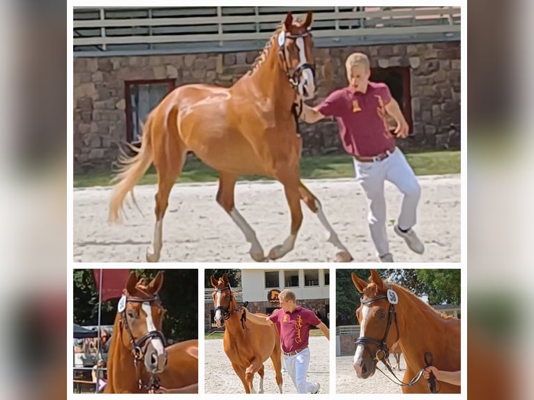 Niemiecki koń sportowy Klacz 5 lat 170 cm Kasztanowata in Ringelsdorf
