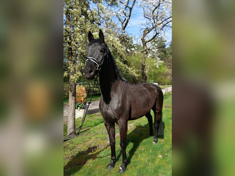 Niemiecki koń sportowy Klacz 5 lat 170 cm Skarogniada in Kirchdorf