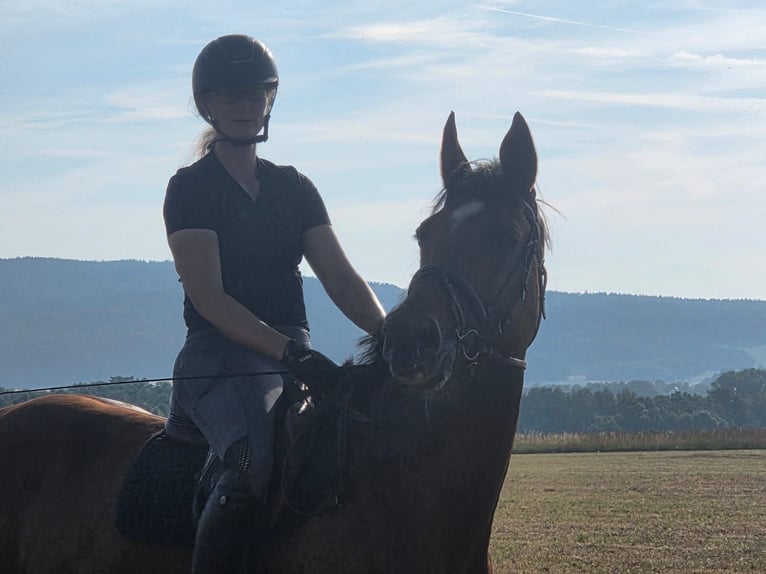 Niemiecki koń sportowy Klacz 5 lat 172 cm Gniada in Hahnbach
