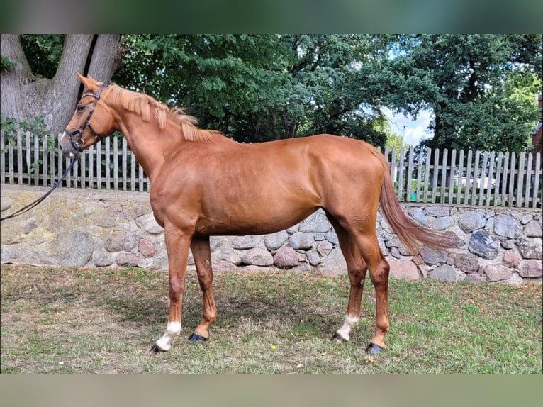 Niemiecki koń sportowy Klacz 5 lat 172 cm Kasztanowata in Süderholz