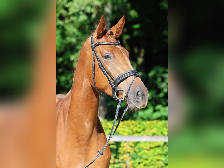 Niemiecki koń sportowy Klacz 5 lat 172 cm Kasztanowata in Gomadingen