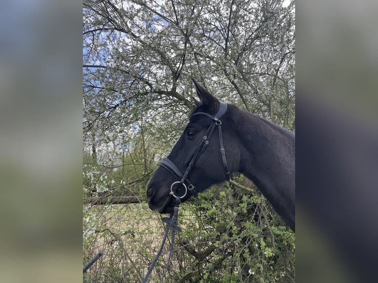 Niemiecki koń sportowy Klacz 5 lat 172 cm Skarogniada in Graben-Neudorf