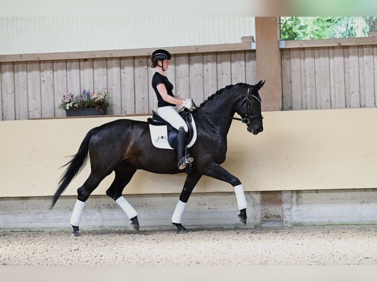 Niemiecki koń sportowy Klacz 5 lat 172 cm Skarogniada in Ostrach