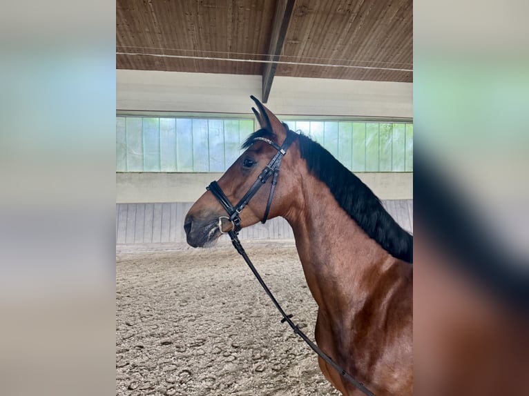 Niemiecki koń sportowy Klacz 5 lat 173 cm Gniada in Wallersdorf