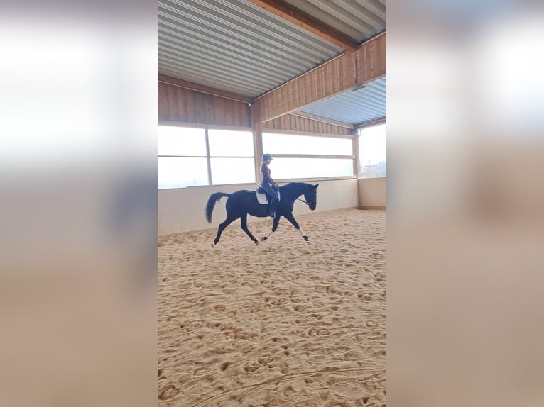 Niemiecki koń sportowy Klacz 5 lat 173 cm Kara in Bad Köstritz