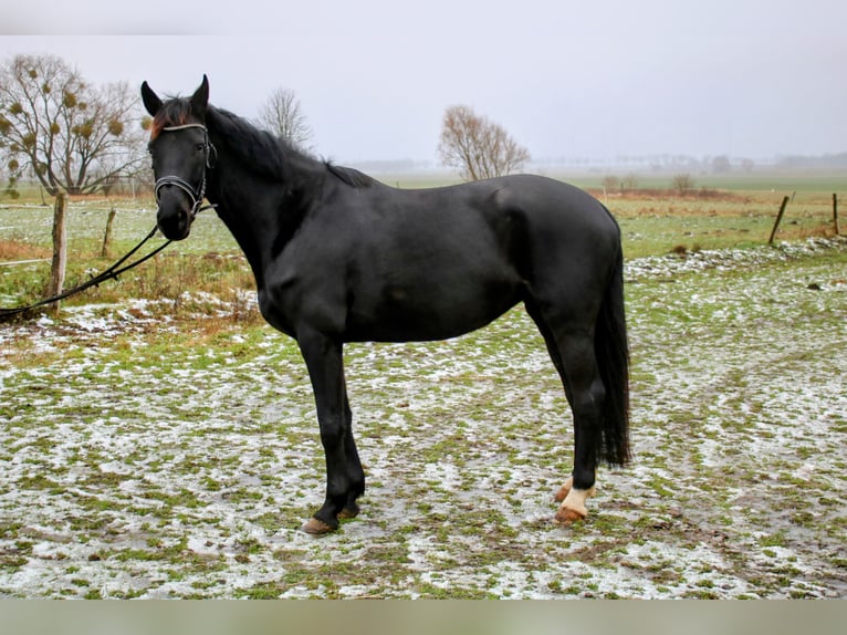 Niemiecki koń sportowy Klacz 5 lat 173 cm Kara in Zehdenick