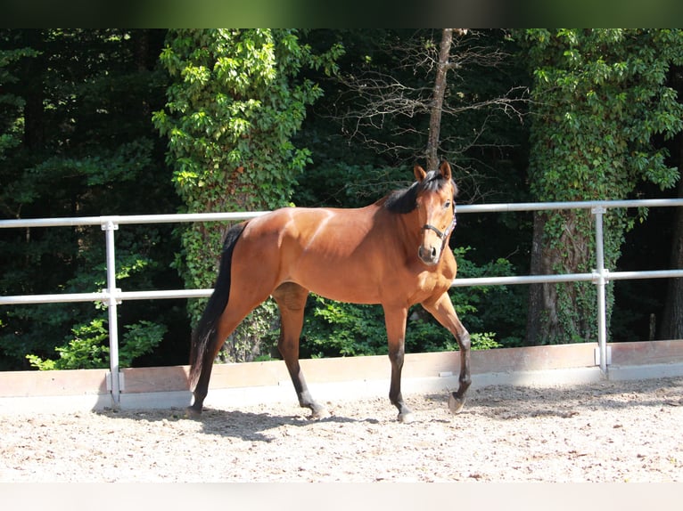 Niemiecki koń sportowy Klacz 5 lat 174 cm Gniada in MainhardtMainhardt