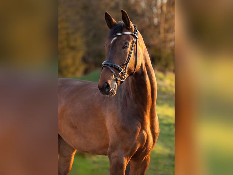 Niemiecki koń sportowy Klacz 5 lat 176 cm Gniada in Lechbruck